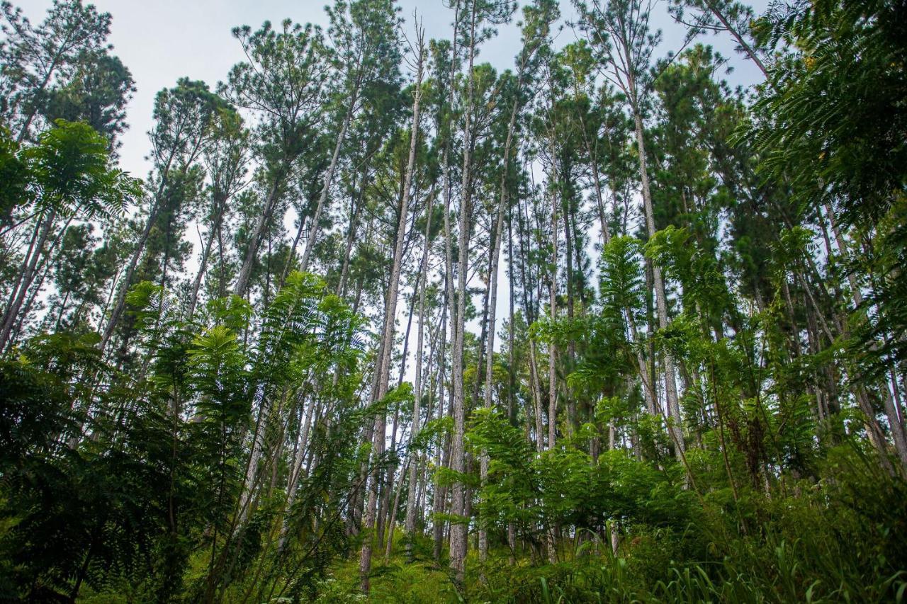 Ella Forest Paradise Hotel ภายนอก รูปภาพ